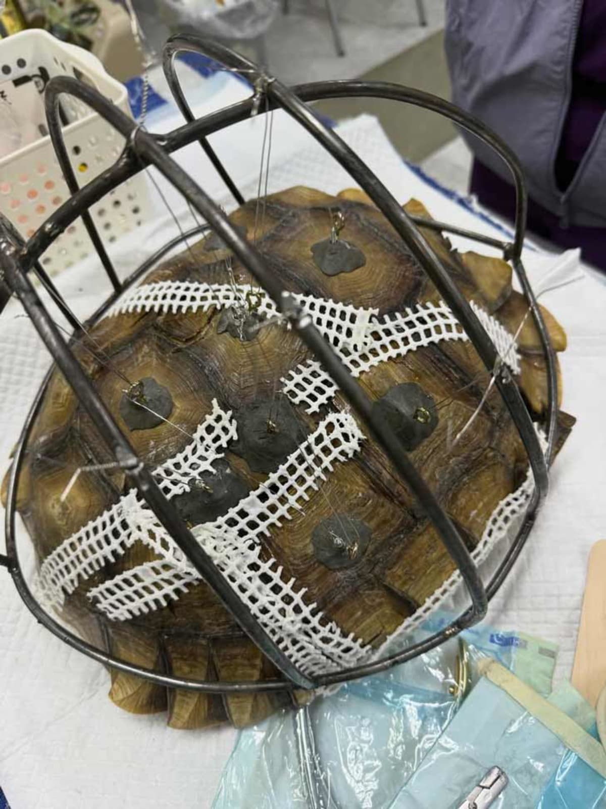 Vet Builds Custom Shell Brace to Save Run-Over Tortoise - Image 4