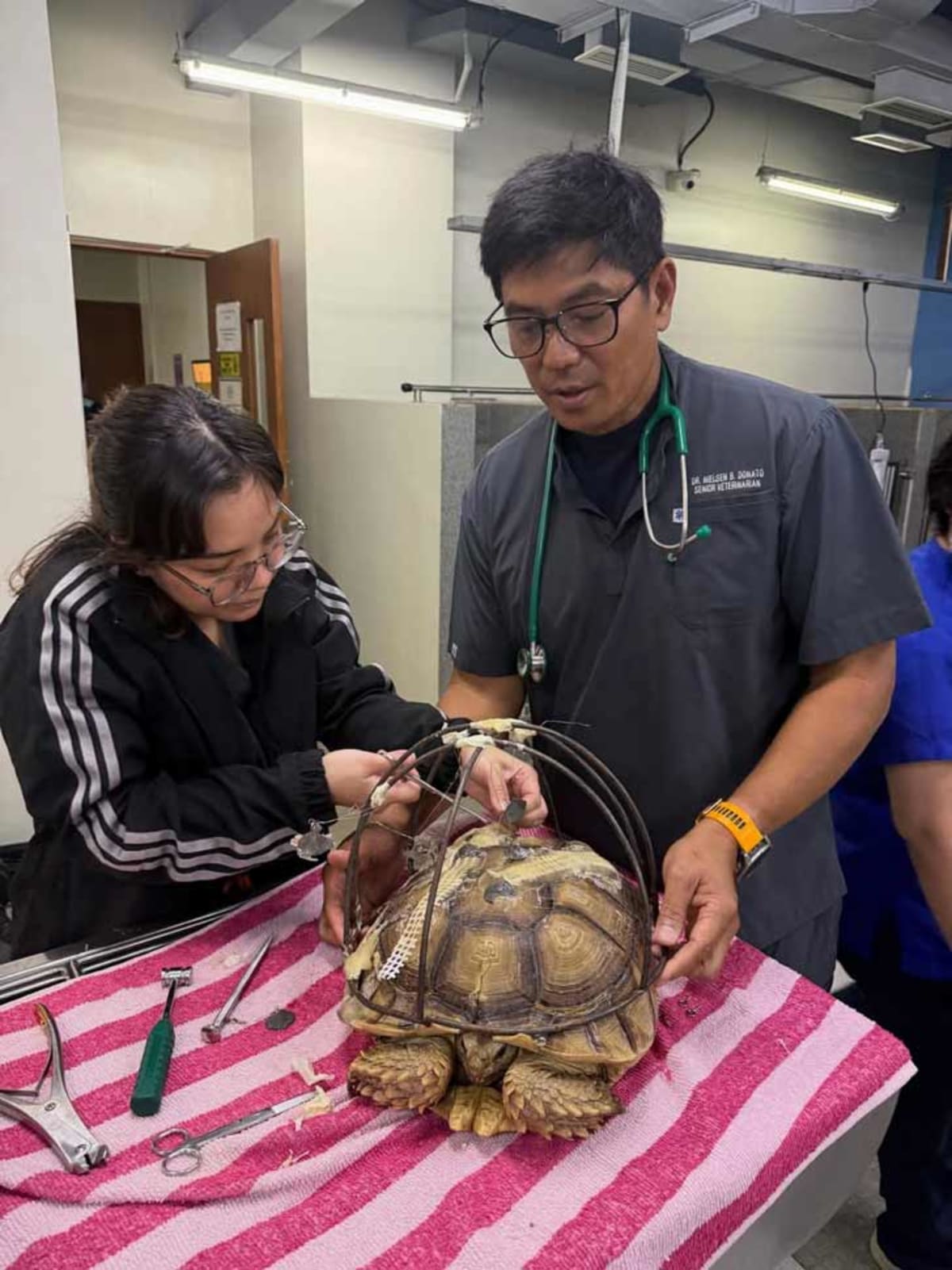 Vet Builds Custom Shell Brace to Save Run-Over Tortoise - Image 5
