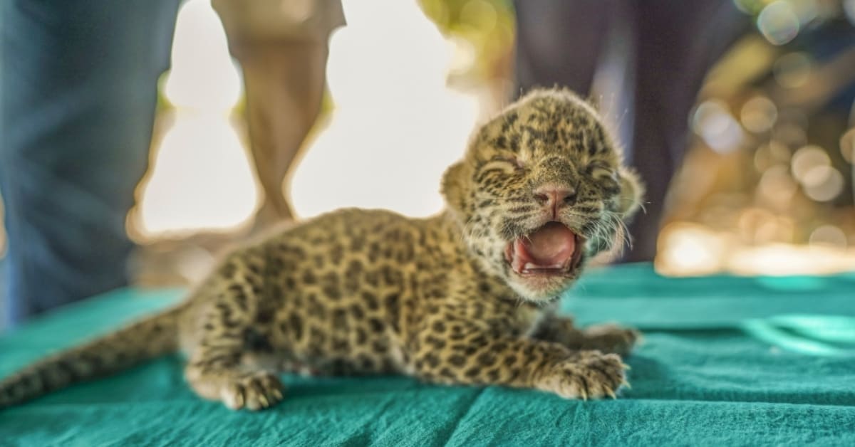 Small leopard cub sitting in protective box waiting for mother's return in India