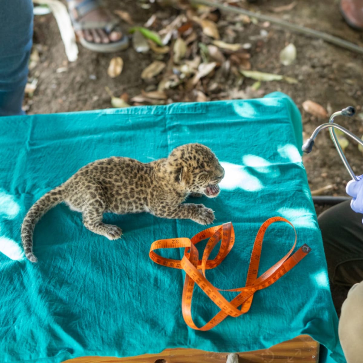India's Leopard Cubs Reunited With Mothers Using Safe Boxes - Image 2