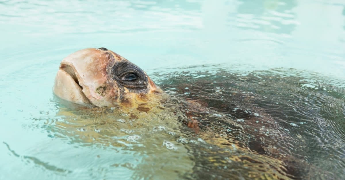 Injured Sea Turtles Swim Free After Florida Rescue