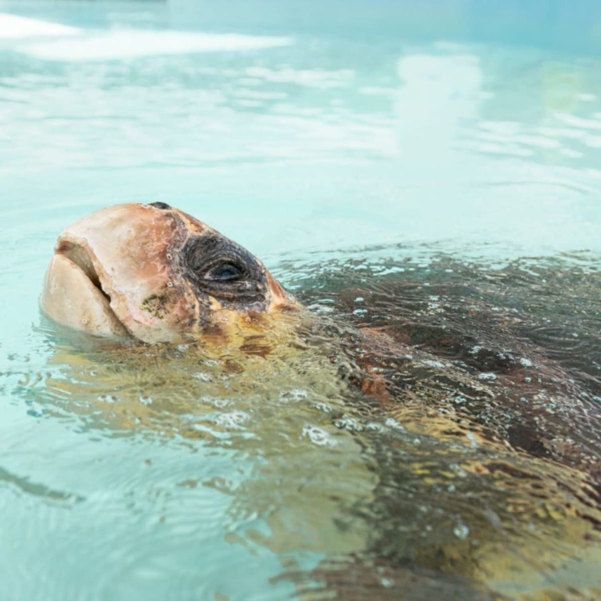 Injured Sea Turtles Swim Free After Florida Rescue - Image 2