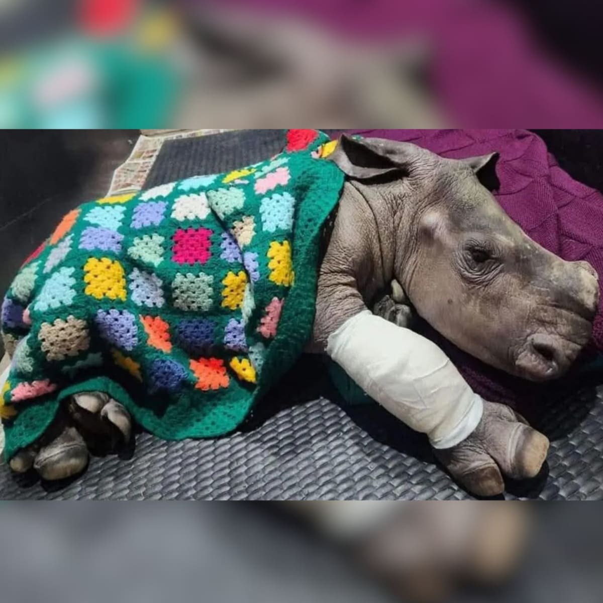 British 'Knitting Nannas' Raise Funds for Captive Elephants - Image 2