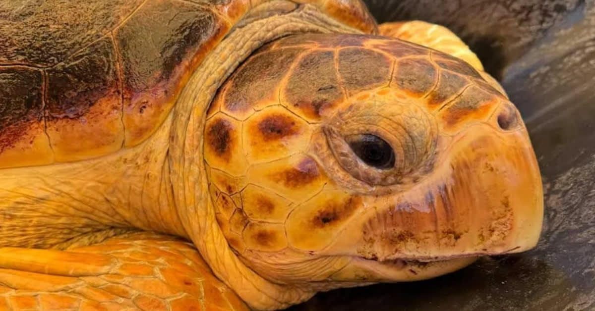 Loggerhead sea turtle Molly swimming in ocean water after successful tumor removal surgery