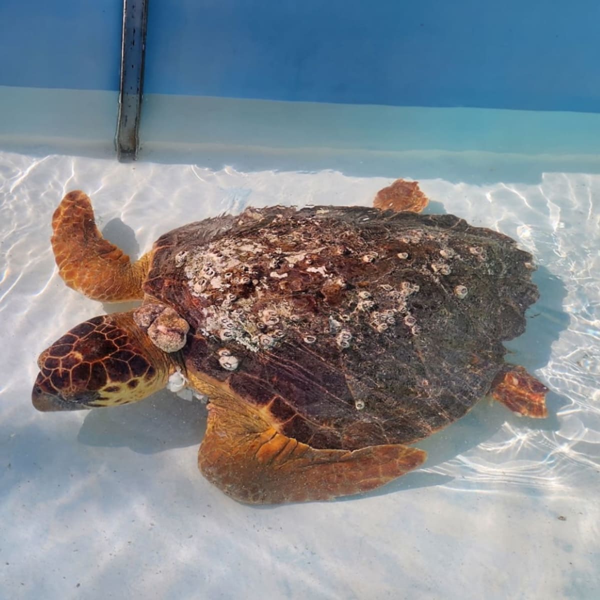 Molly the Sea Turtle Swims 870 Miles After 10-Pound Tumor Removed - Image 2