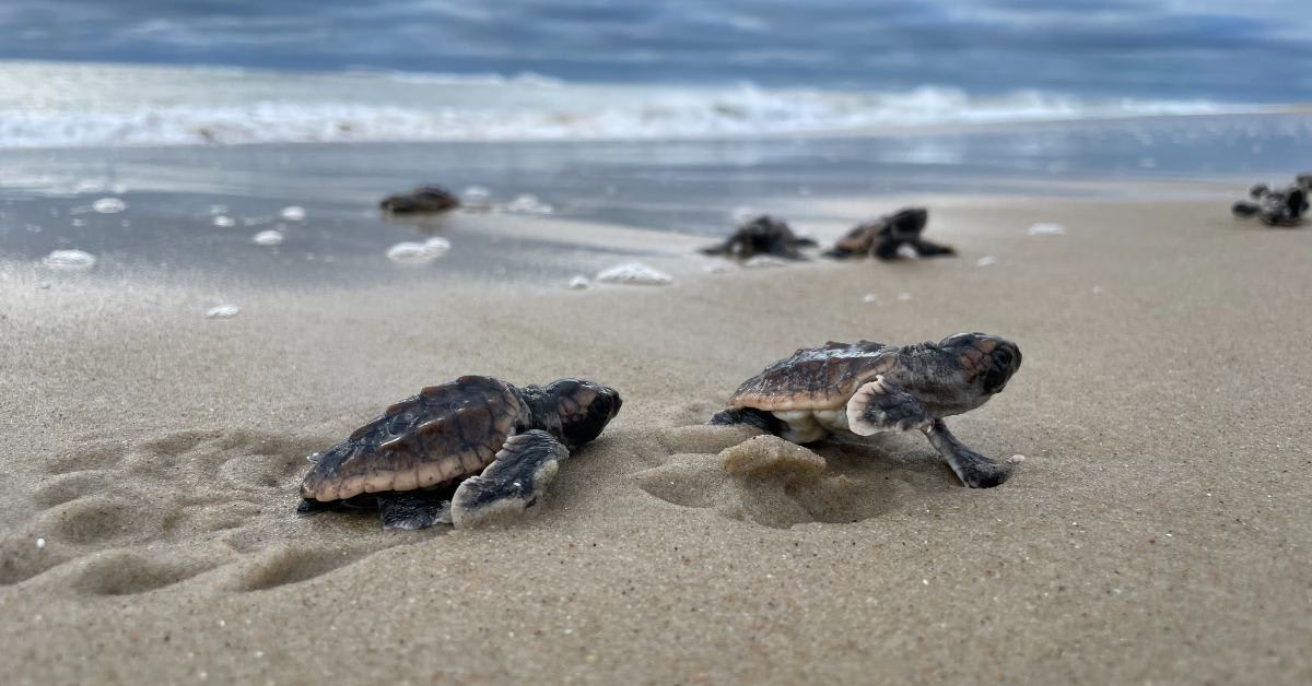 Baby sea turtle hatchlings crawling across sandy beach toward ocean waves at Cape Hatteras