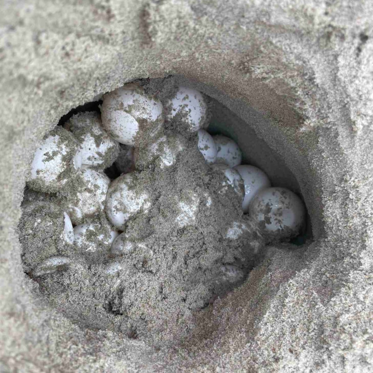 North Carolina Locals Adopt Sea Turtle Nests to Save Species - Image 2