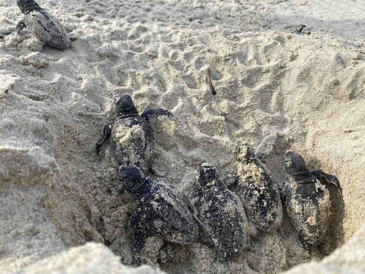 North Carolina Locals Adopt Sea Turtle Nests to Save Species - Image 3
