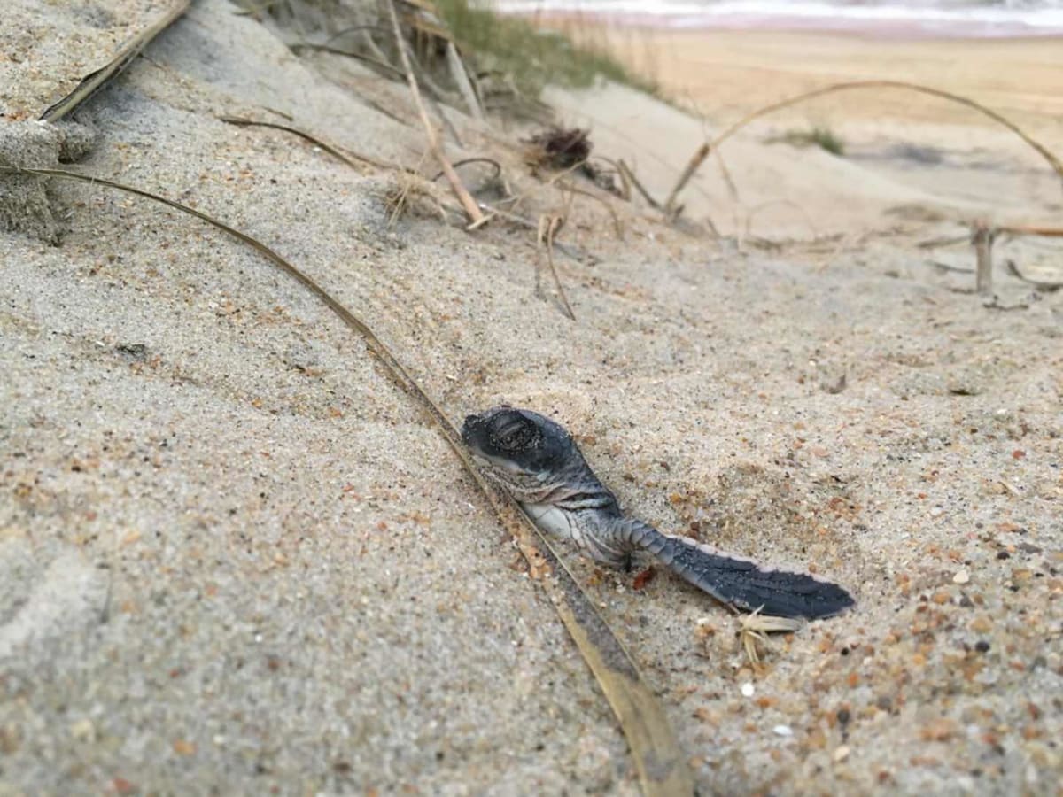 North Carolina Locals Adopt Sea Turtle Nests to Save Species - Image 5