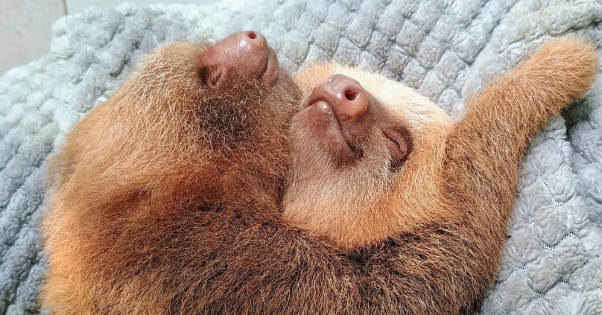Baby sloth Taylor being held gently by wildlife rehabilitator at Costa Rica rescue center
