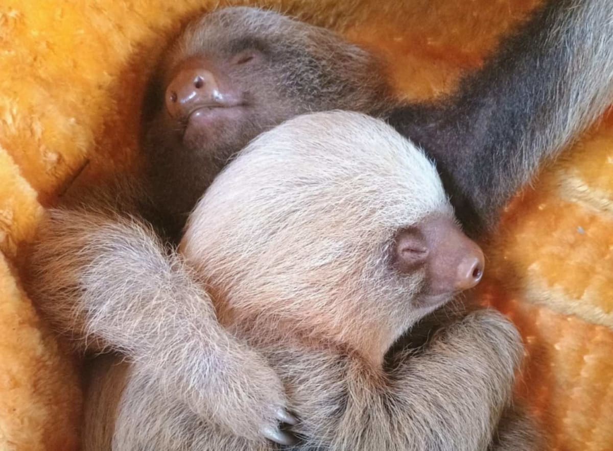 Orphaned Baby Sloths Get Second Chance in Costa Rica - Image 3