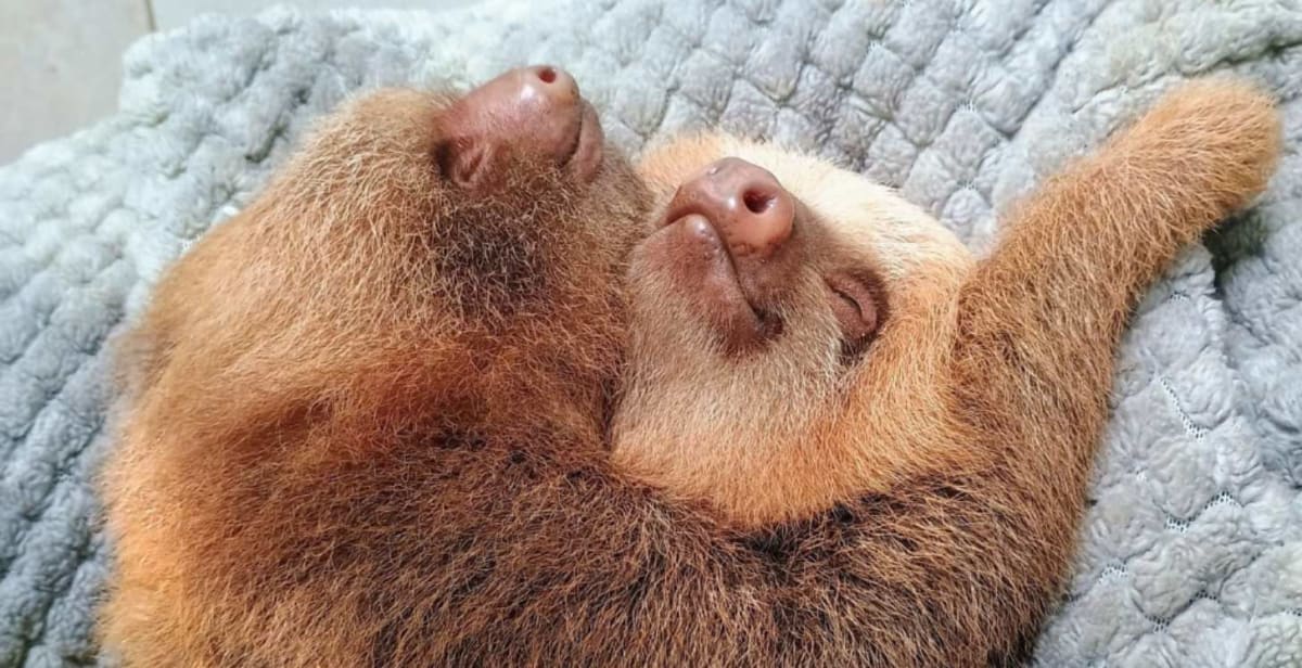Orphaned Baby Sloths Get Second Chance in Costa Rica - Image 4