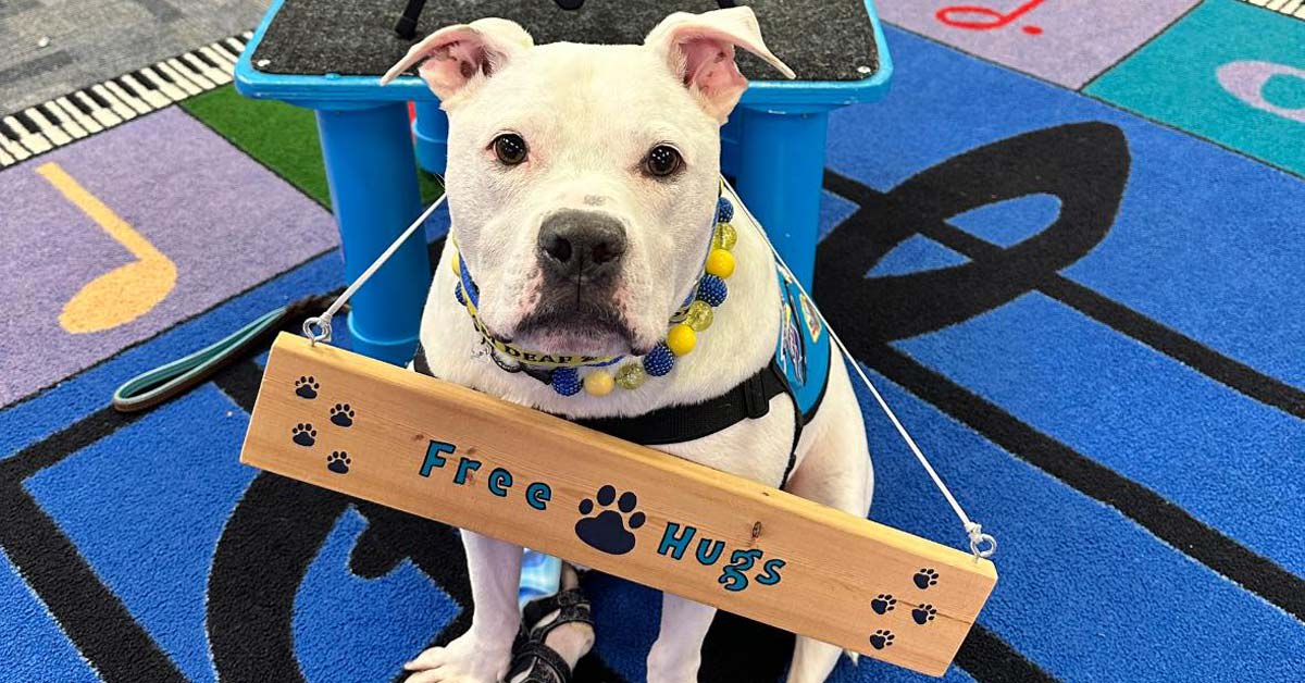 White Pitbull therapy dog Cole sitting beside sign asking for hugs from students
