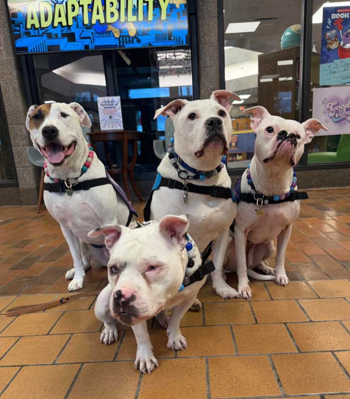 Deaf Pitbull Becomes Therapy Dog for Disabled Kids - Image 3