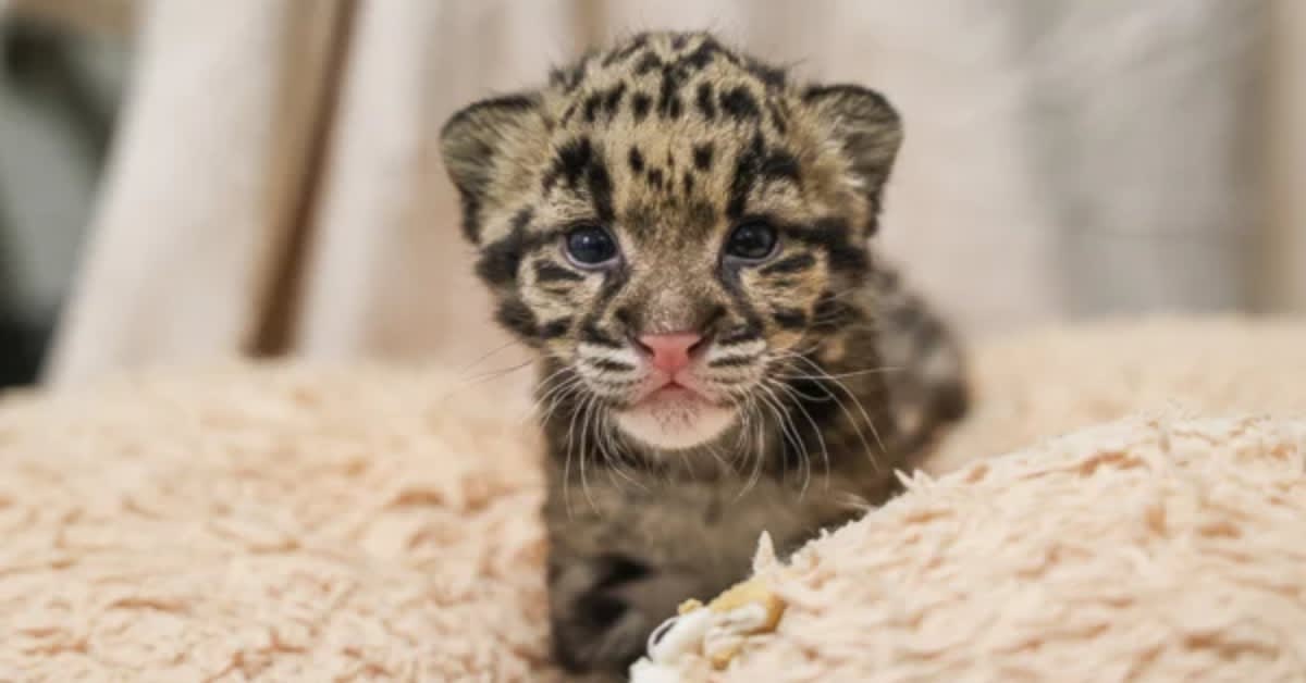 Tiny clouded leopard cub being held by veterinarian at Nashville Zoo