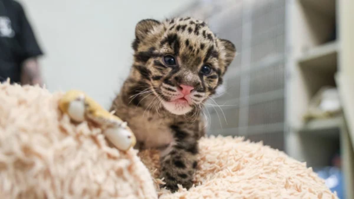 Nashville Zoo Celebrates 50th Clouded Leopard Cub Birth - Image 2