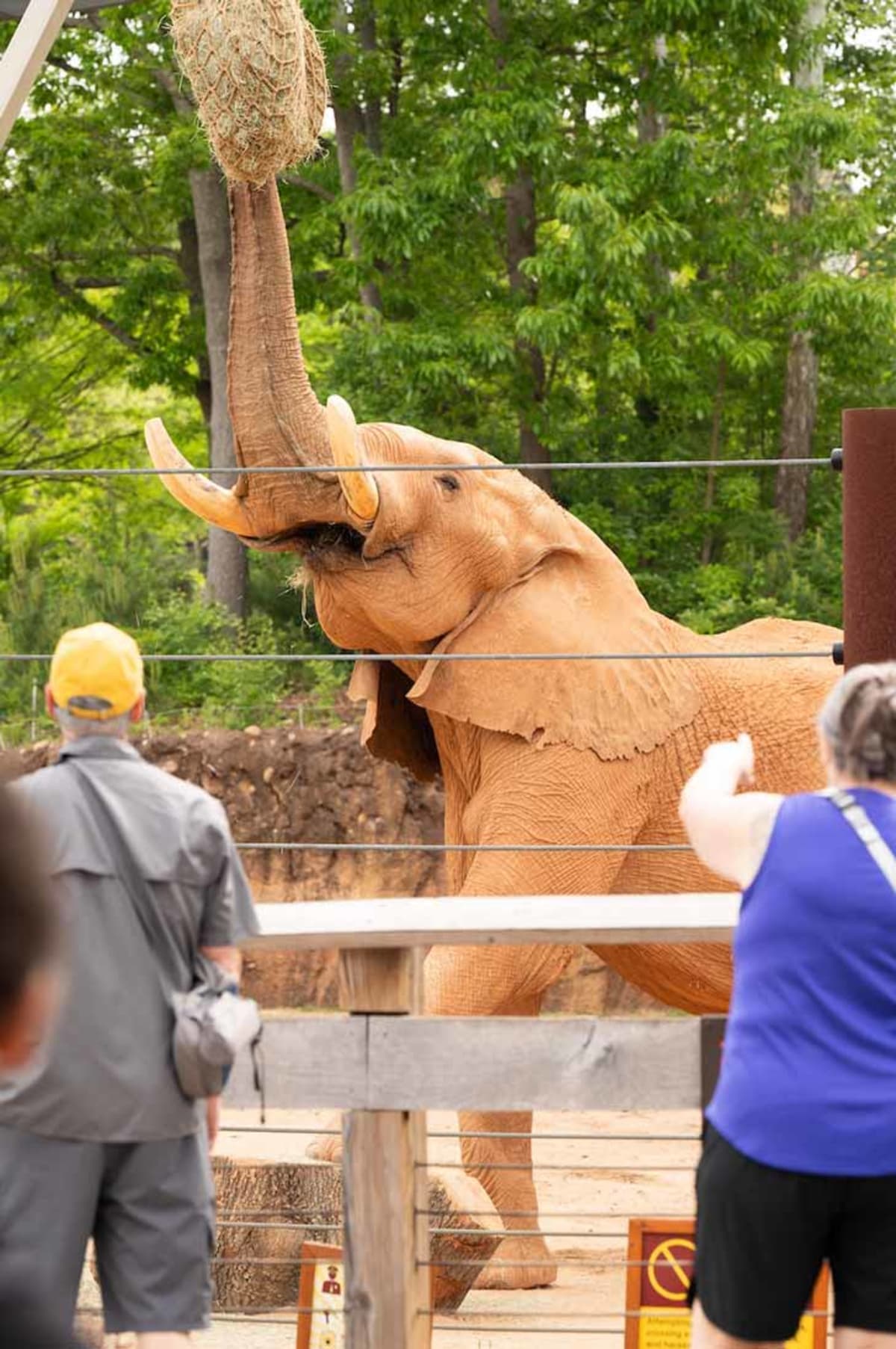 Georgia Tech Students Teach Zoo Elephants to Make Music - Image 4