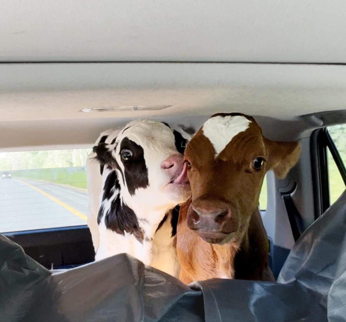 Father-Daughter Team Drives 600 Miles to Save Two Calves - Image 2