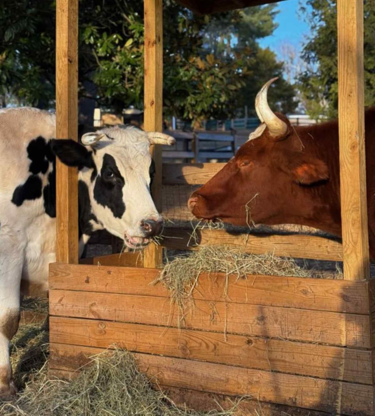 Father-Daughter Team Drives 600 Miles to Save Two Calves - Image 3