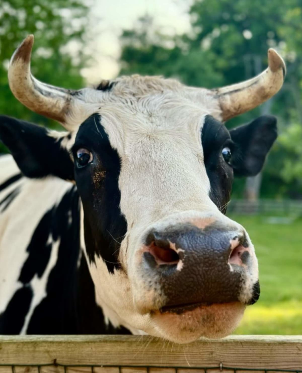 Father-Daughter Team Drives 600 Miles to Save Two Calves - Image 4