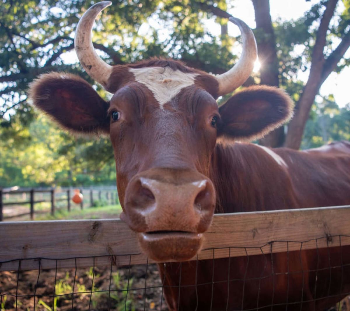 Father-Daughter Team Drives 600 Miles to Save Two Calves - Image 5