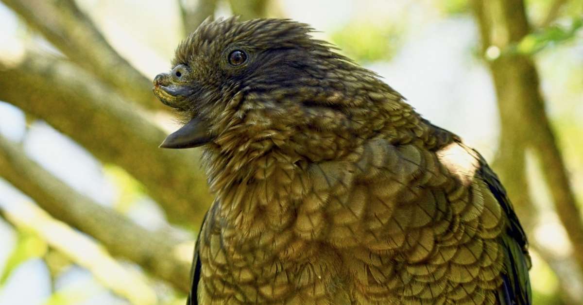 Bruce the kea parrot with missing upper beak at Willowbank Wildlife Reserve, New Zealand