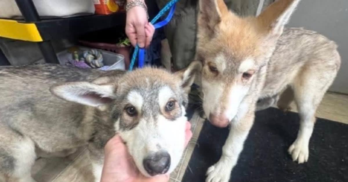 Two young wolfdog puppies with long snouts and thick fur sitting together outdoors