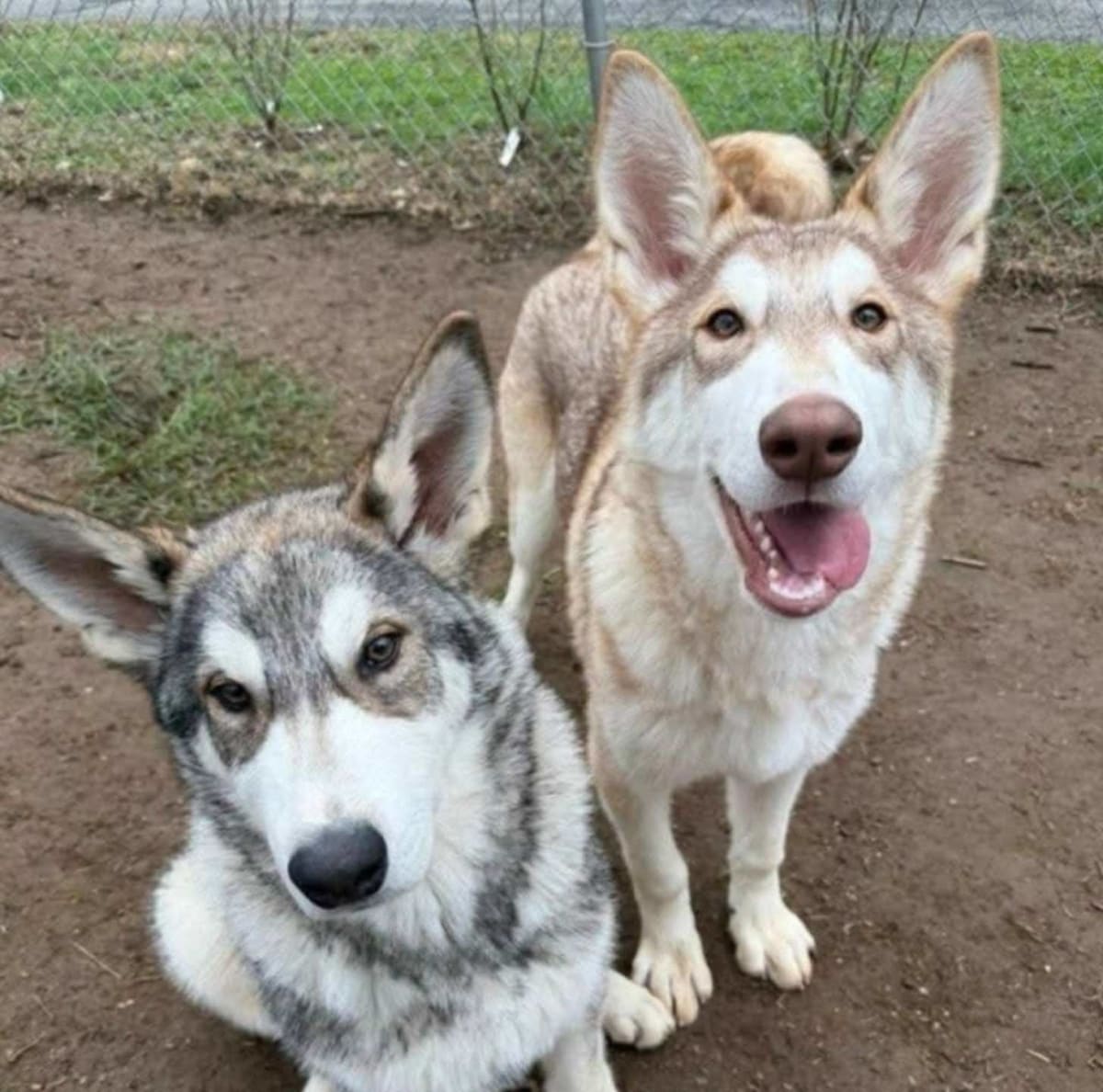 Abandoned Wolfdog Pups Find Perfect Home in New Jersey - Image 2