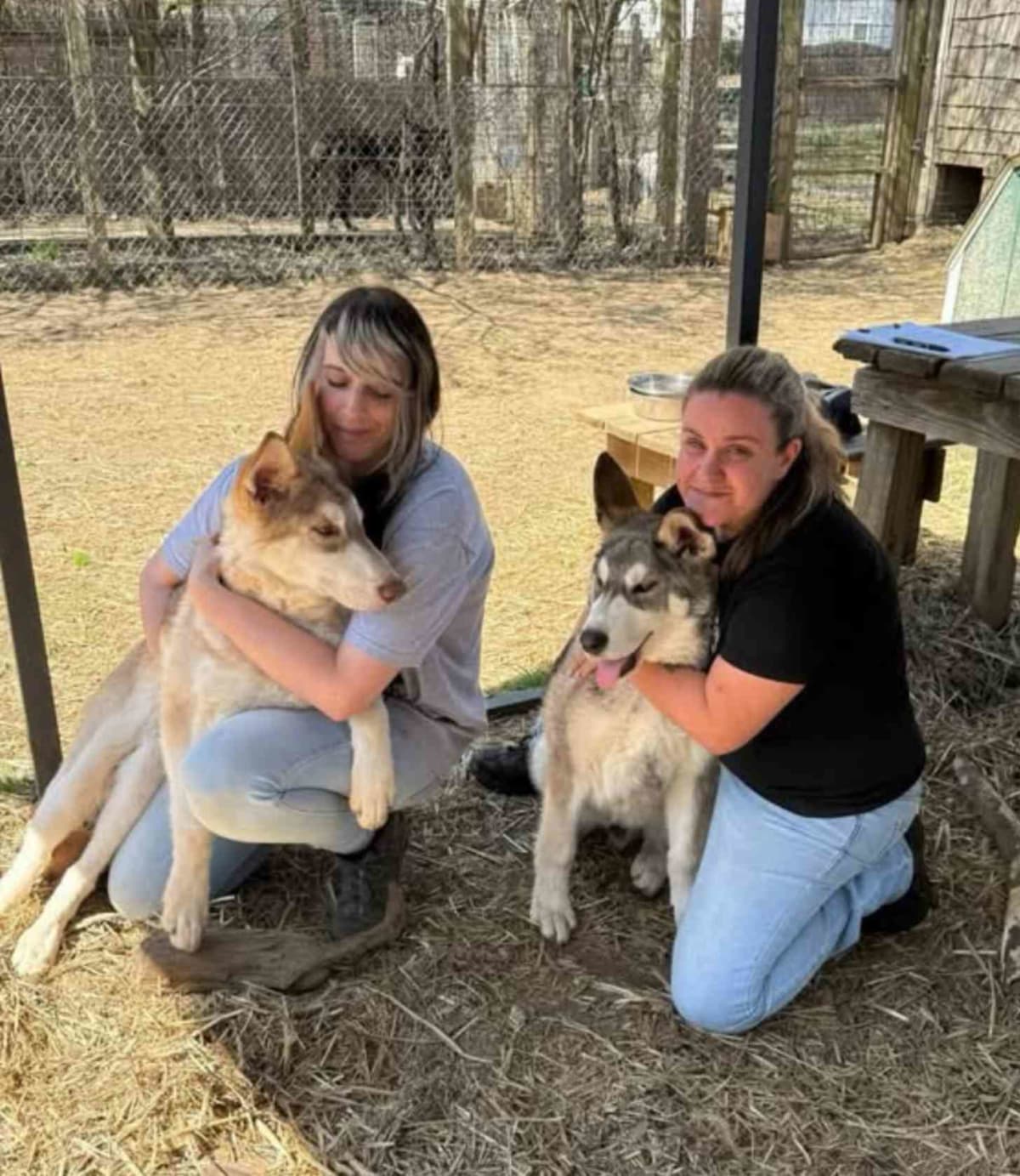 Abandoned Wolfdog Pups Find Perfect Home in New Jersey - Image 3