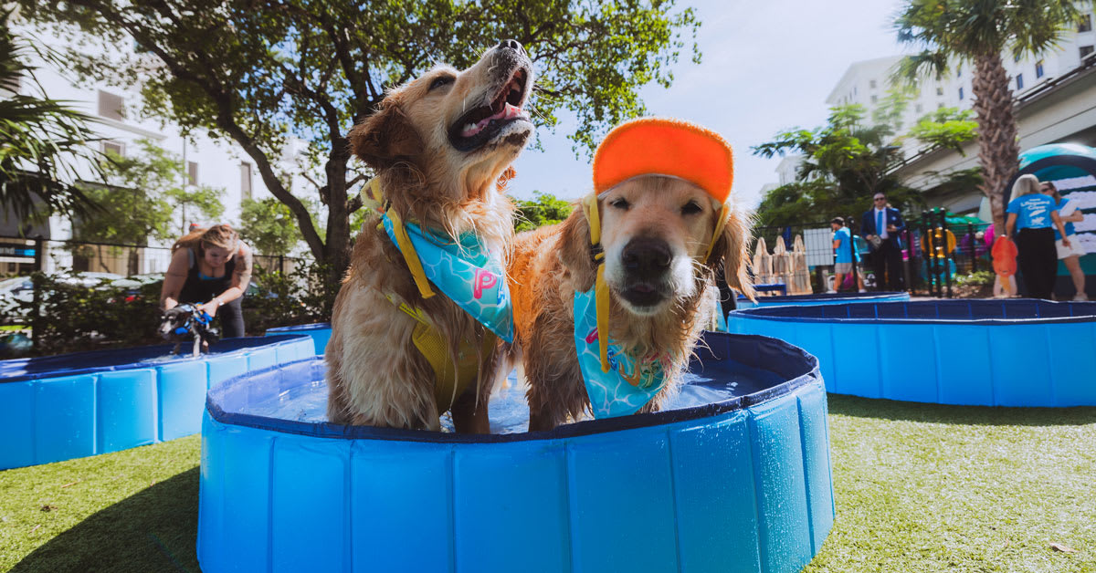 Multiple dogs playing and splashing in blue pop-up pools at outdoor summer event