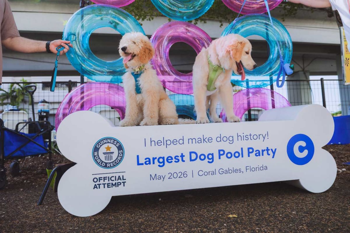 277 Dogs Break World Record at Florida Pool Party - Image 2