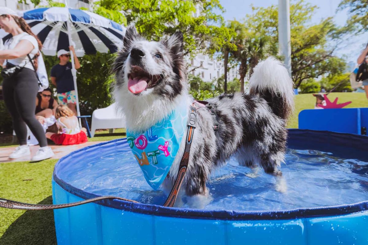 277 Dogs Break World Record at Florida Pool Party - Image 4