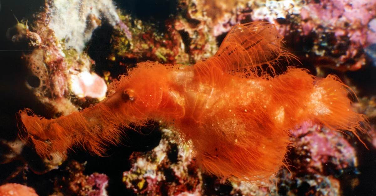 Red 'Snuffleupagus' Fish Named After 23-Year Search