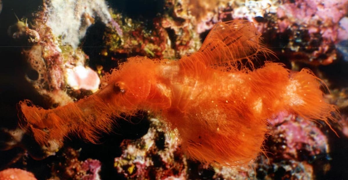 Red 'Snuffleupagus' Fish Named After 23-Year Search - Image 2