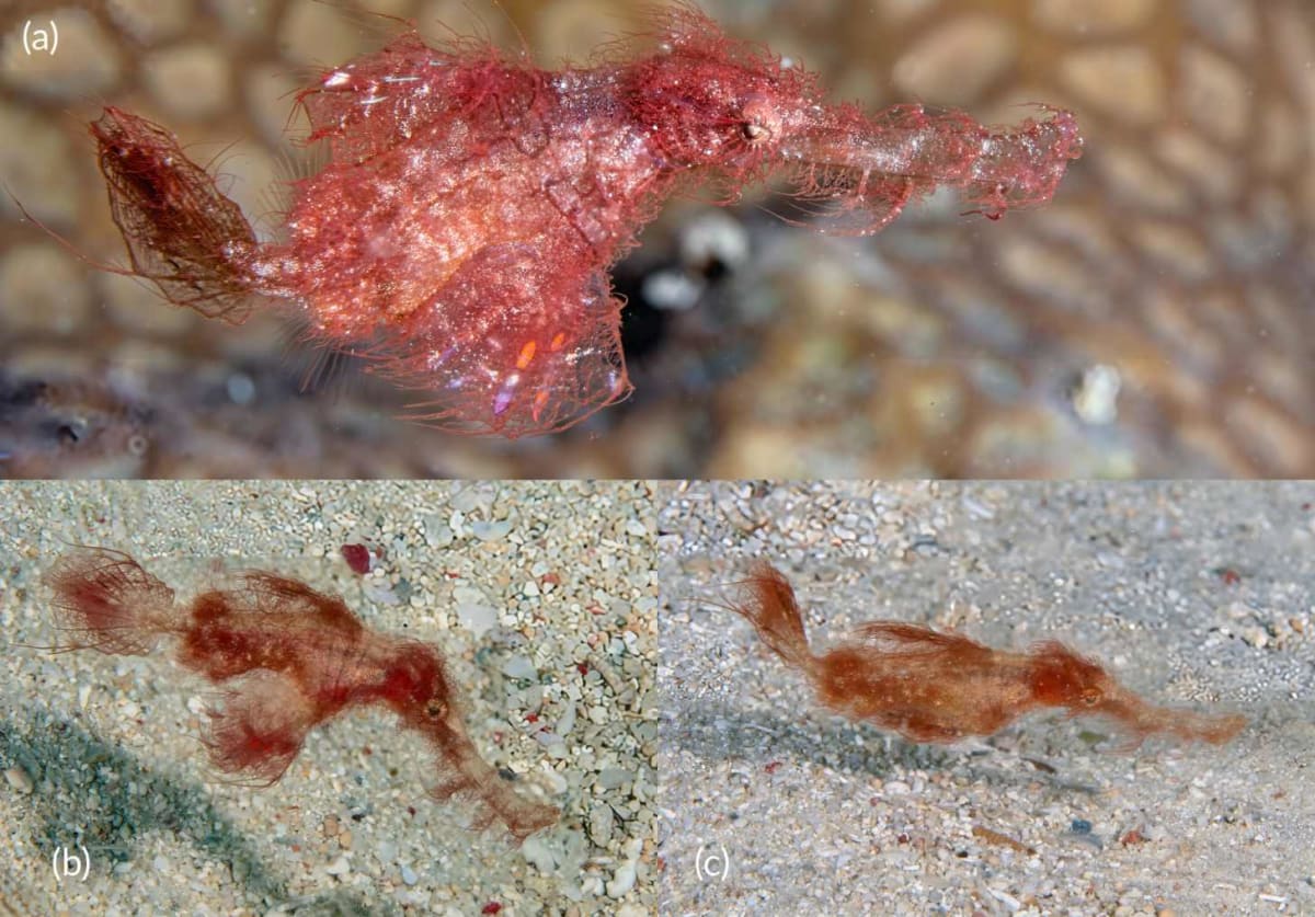 Red 'Snuffleupagus' Fish Named After 23-Year Search - Image 3