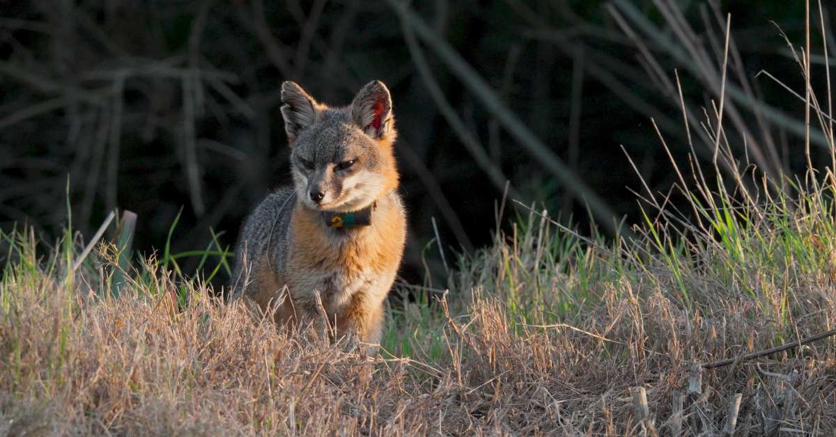 California Island Fox Makes Fastest Recovery Ever