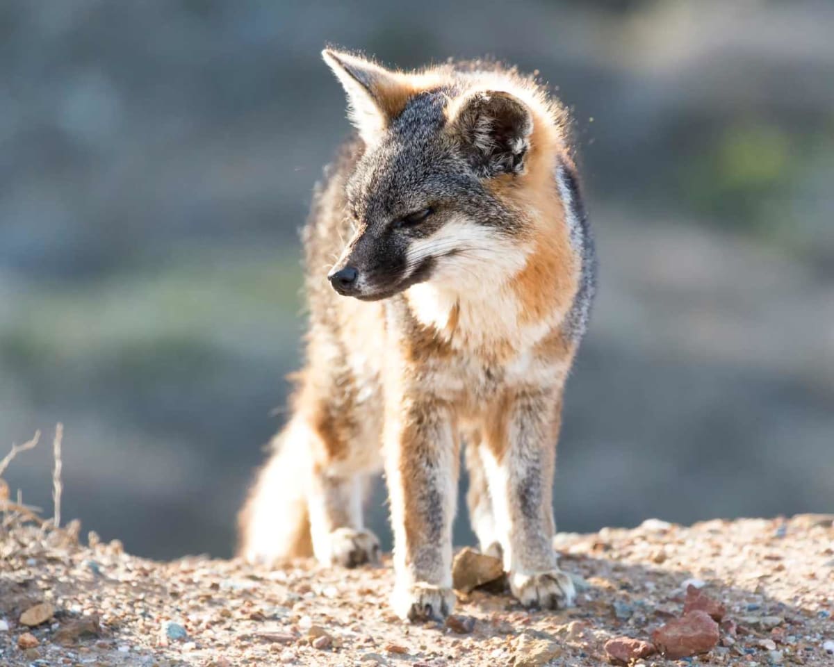 Catalina Island Fox: Fastest Mammal Recovery in U.S. History - Image 2