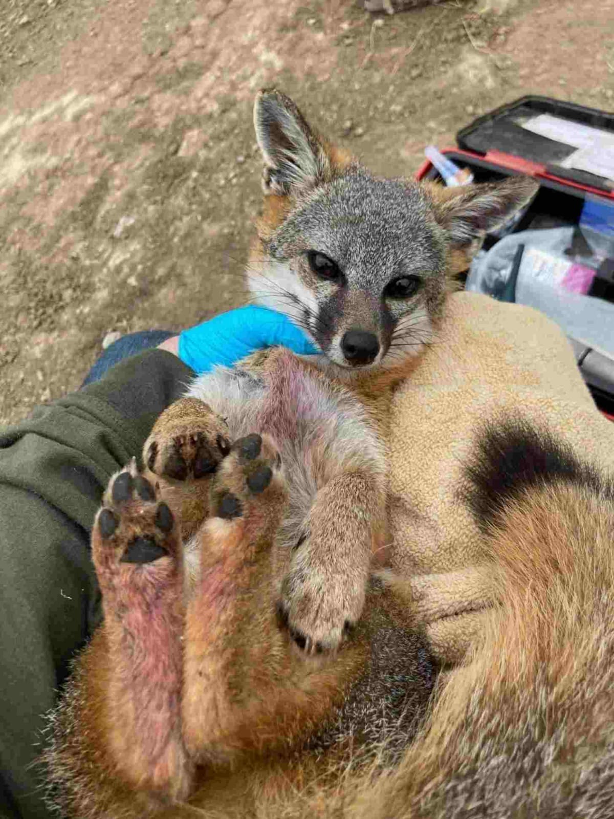 Catalina Island Fox: Fastest Mammal Recovery in U.S. History - Image 3