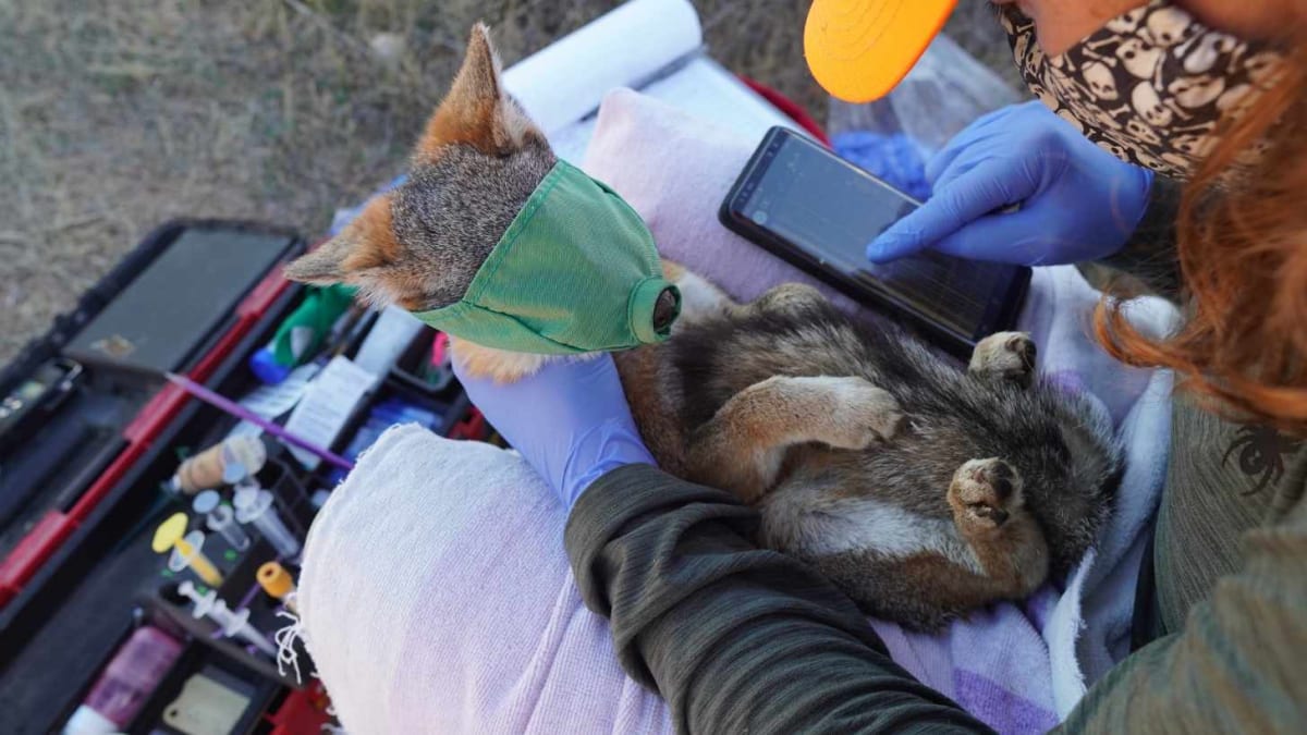 Catalina Island Fox: Fastest Mammal Recovery in U.S. History - Image 4