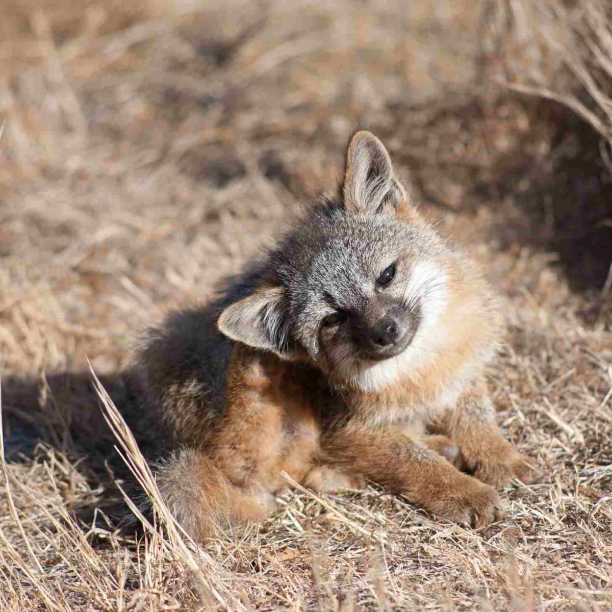 Catalina Island Fox: Fastest Mammal Recovery in U.S. History - Image 5