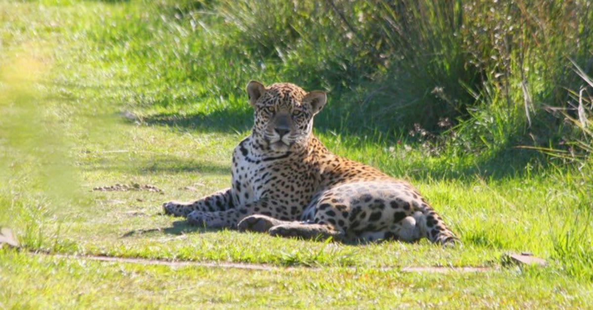 Jaguars Return to Argentina After 70 Years of Absence