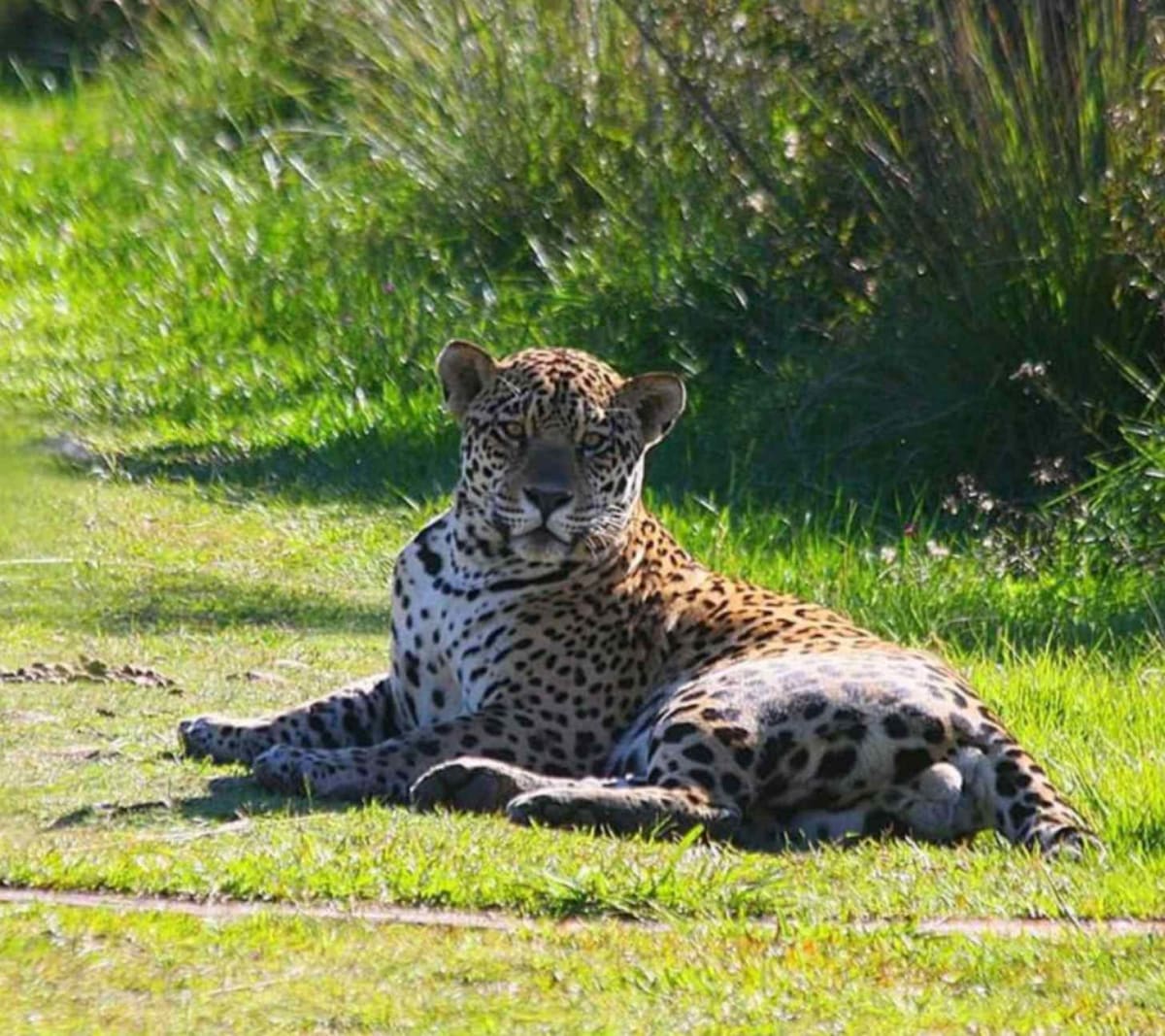 Jaguars Return to Argentina After 70 Years of Absence - Image 2