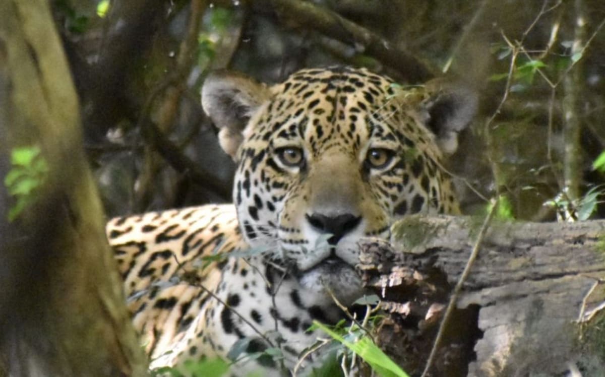 Jaguars Return to Argentina After 70 Years of Absence - Image 3