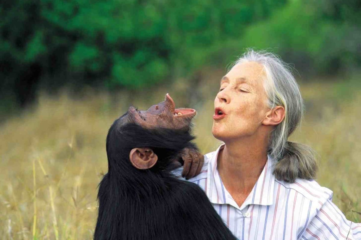 Jane Goodall's Grandson Carries Conservation Legacy Forward - Image 4