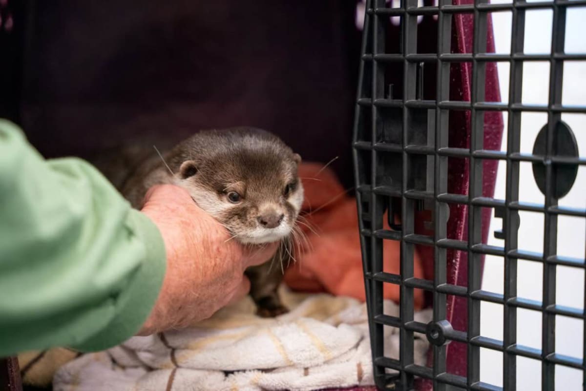 Meet Splash, America's First Search and Rescue Otter - Image 2