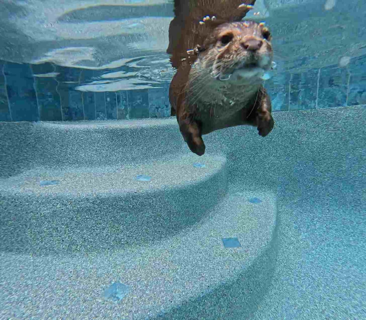 Meet Splash, America's First Search and Rescue Otter - Image 4