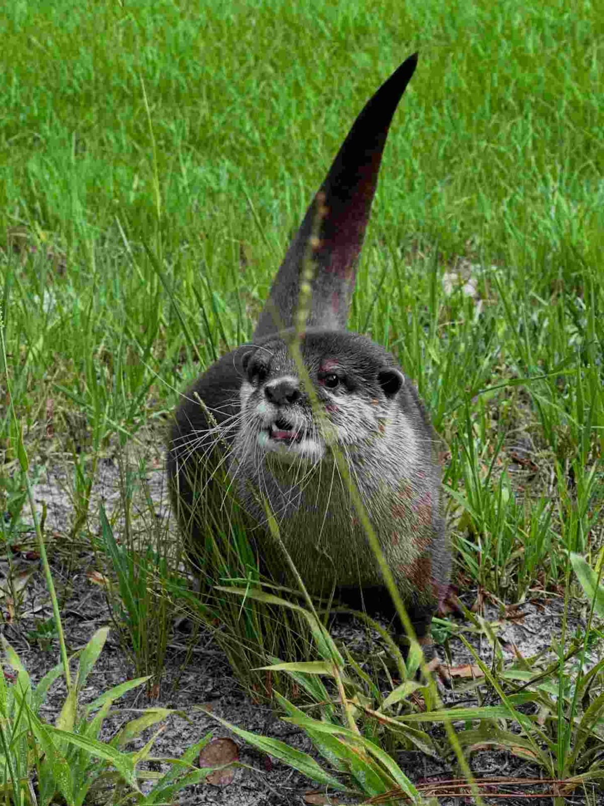 Meet Splash, America's First Search and Rescue Otter - Image 5