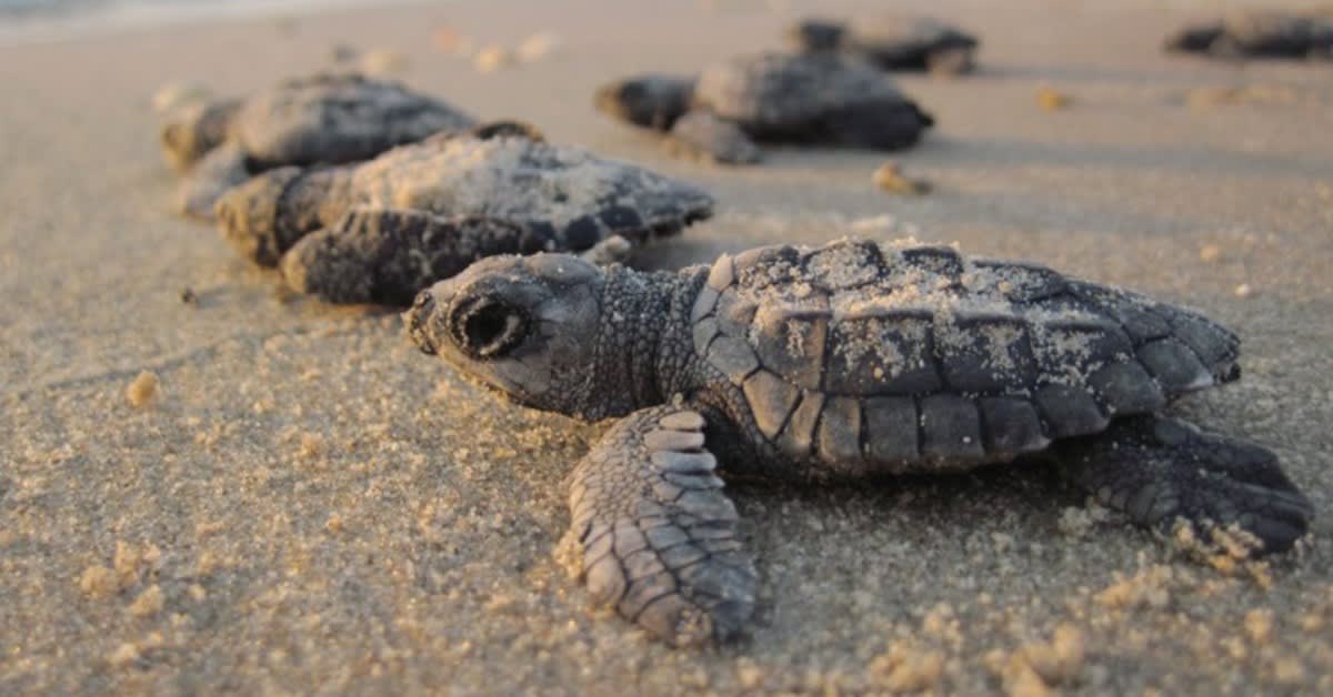 Sea turtle returning to ocean after nesting on sandy Florida beach at sunrise