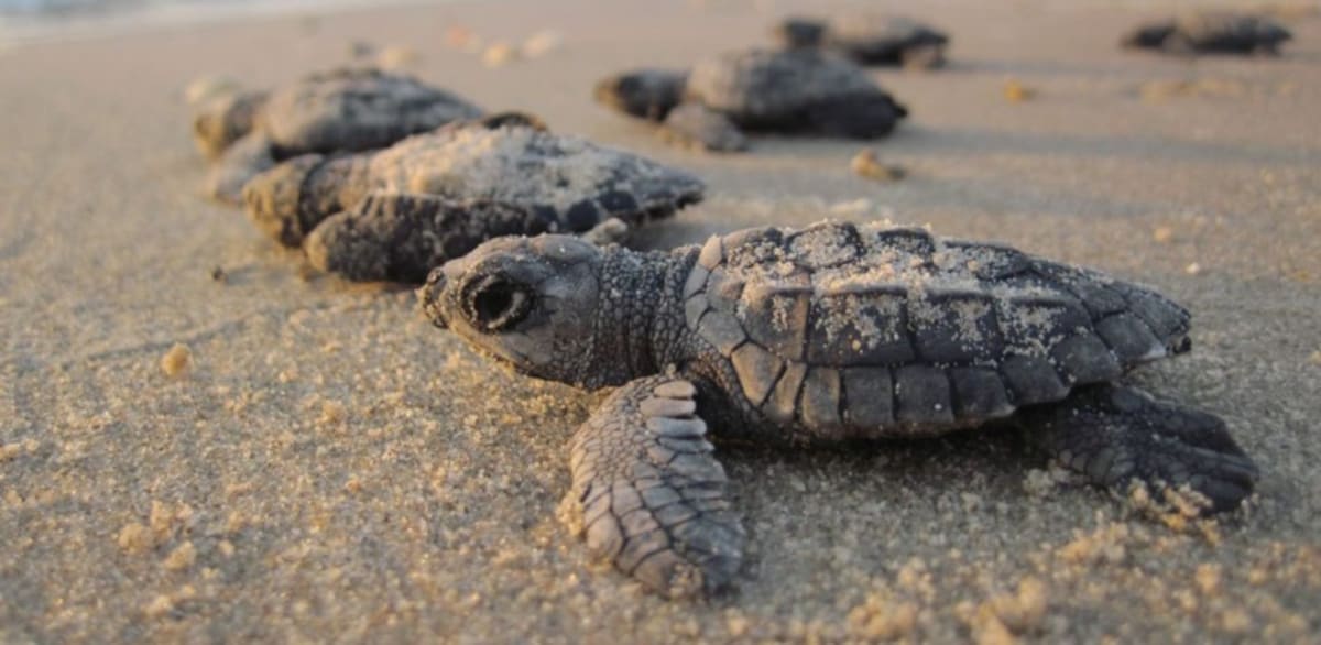 Florida Sea Turtles Smash Nesting Records in 2026 - Image 2