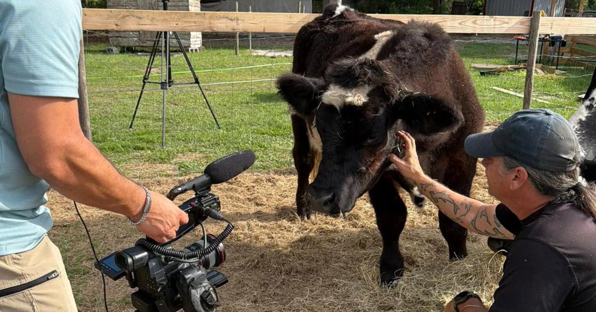Black and white cow with fluffy ears being cuddled by woman at farm sanctuary